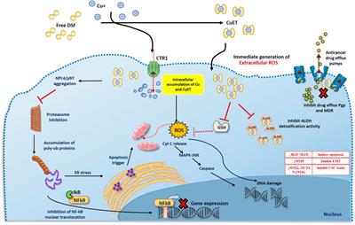 Recent Advances in Repurposing Disulfiram and Disulfiram Derivatives as Copper-Dependent <mark class="highlighted">Anticancer Agents</mark>